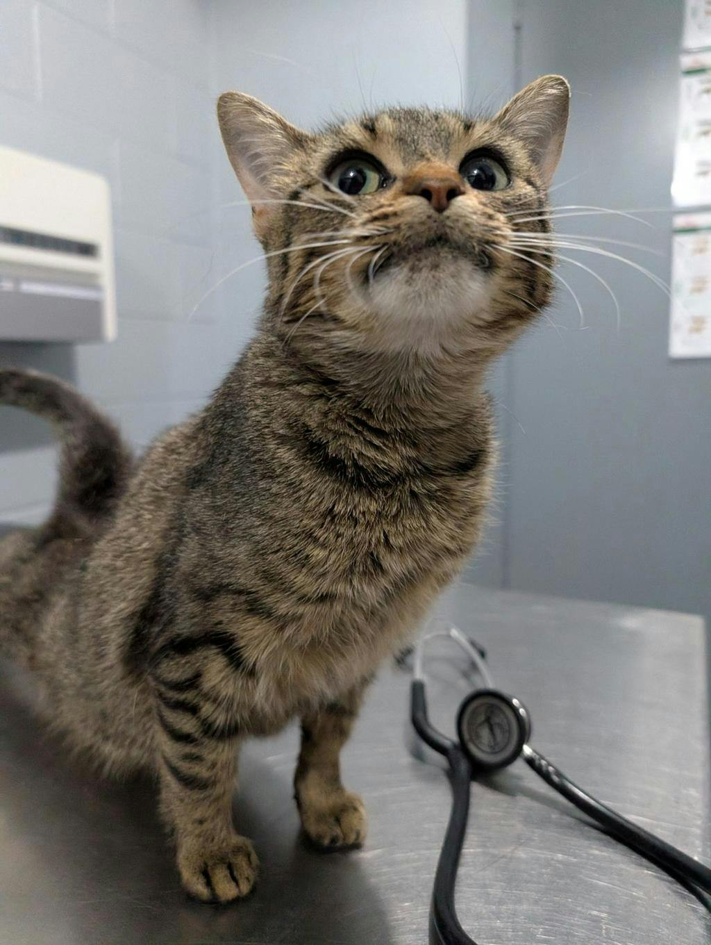 Bon Bon, a 1 year old Brown Tabby Female Domestic Short Hair Cat