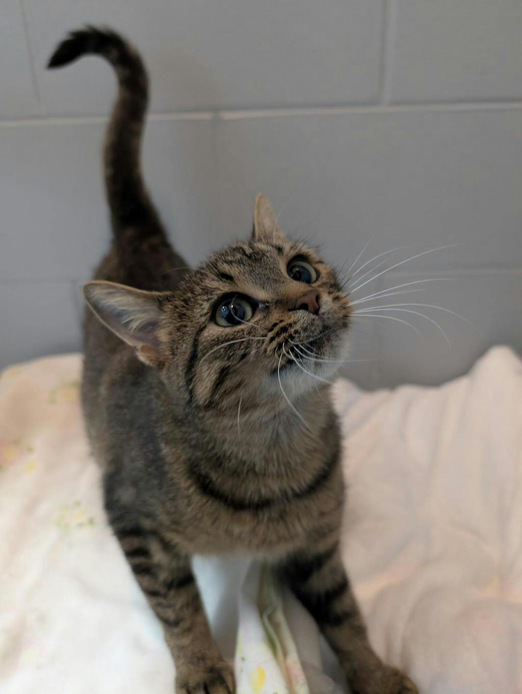 Bon Bon, a 1 year old Brown Tabby Female Domestic Short Hair Cat