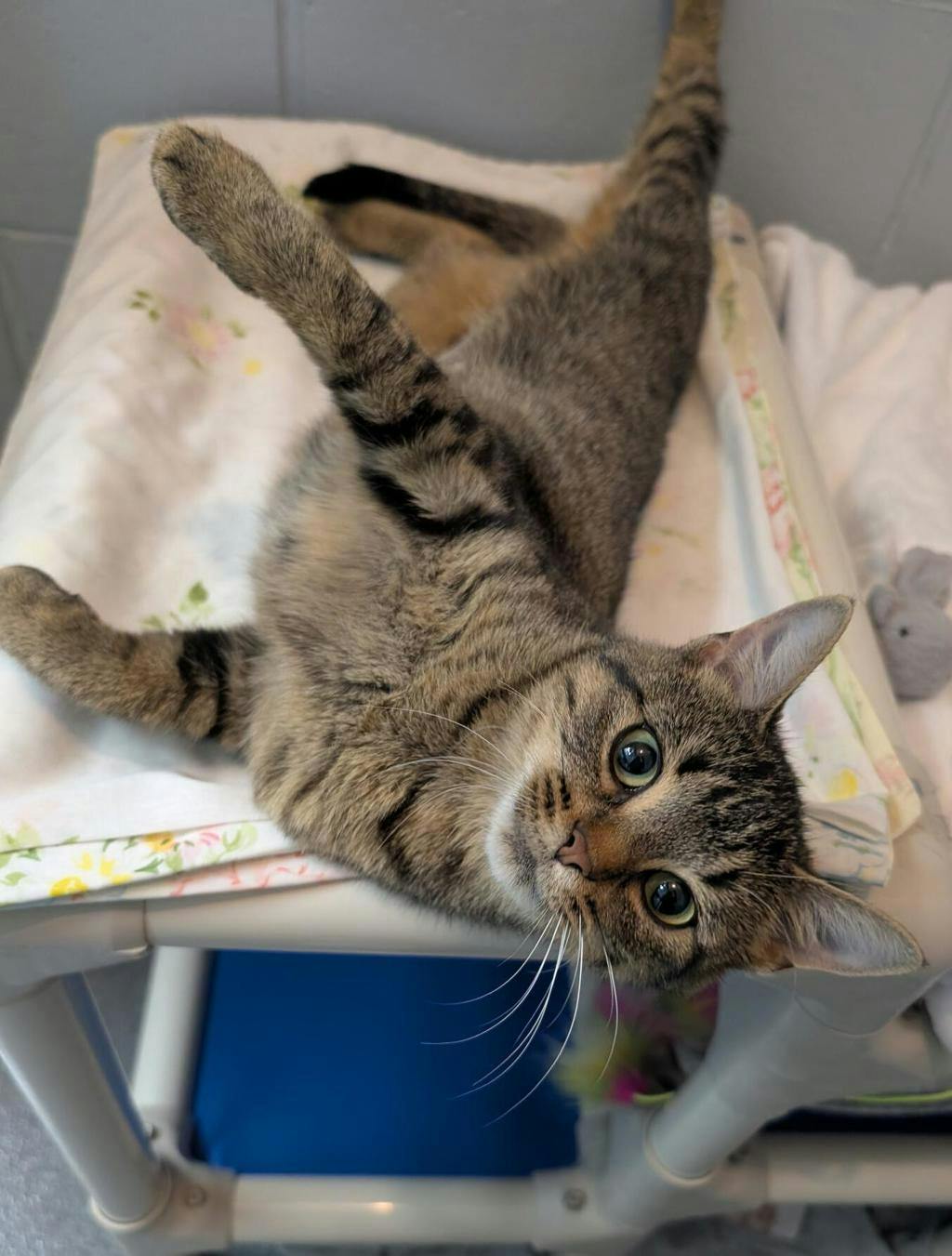 Bon Bon, a 1 year old Brown Tabby Female Domestic Short Hair Cat