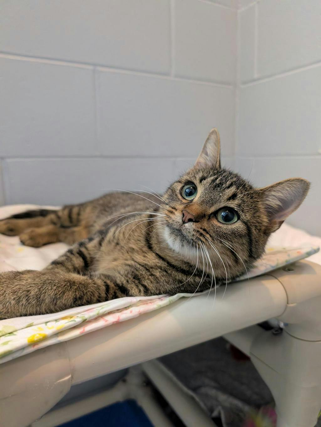 Bon Bon, a 1 year old Brown Tabby Female Domestic Short Hair Cat