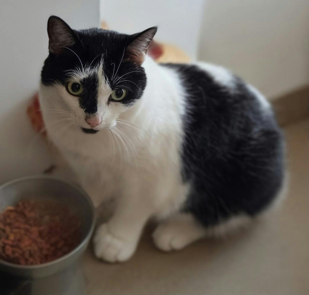 Piper, a 8 years old White Female Domestic Short Hair Cat