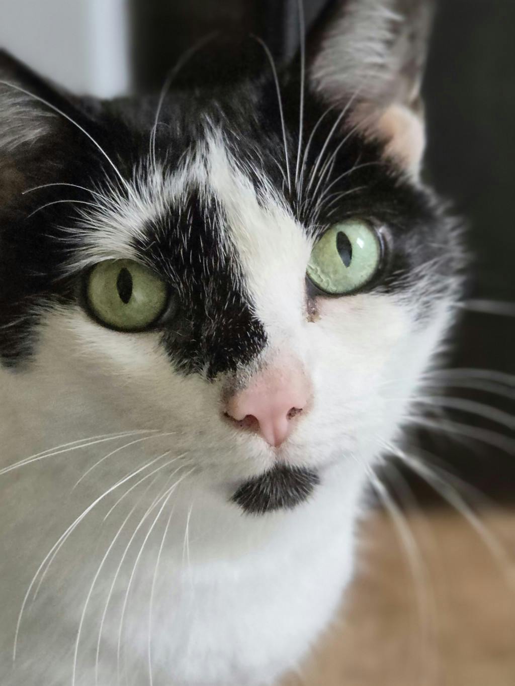 Piper, a 8 years old White Female Domestic Short Hair Cat