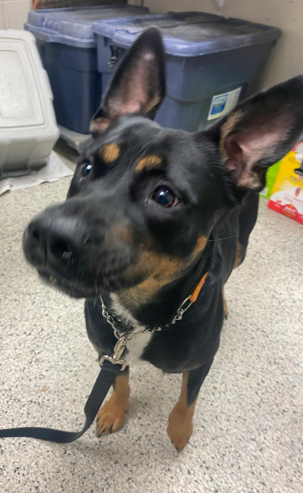 Barb, a 1 year and 11 months old Tri Color Female Rottweiler Dog