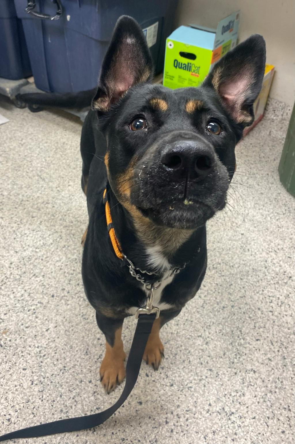 Barb, a 1 year and 11 months old Tri Color Female Rottweiler Dog