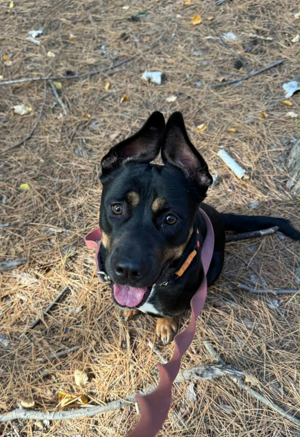Barb, a 1 year and 11 months old Tri Color Female Rottweiler Dog