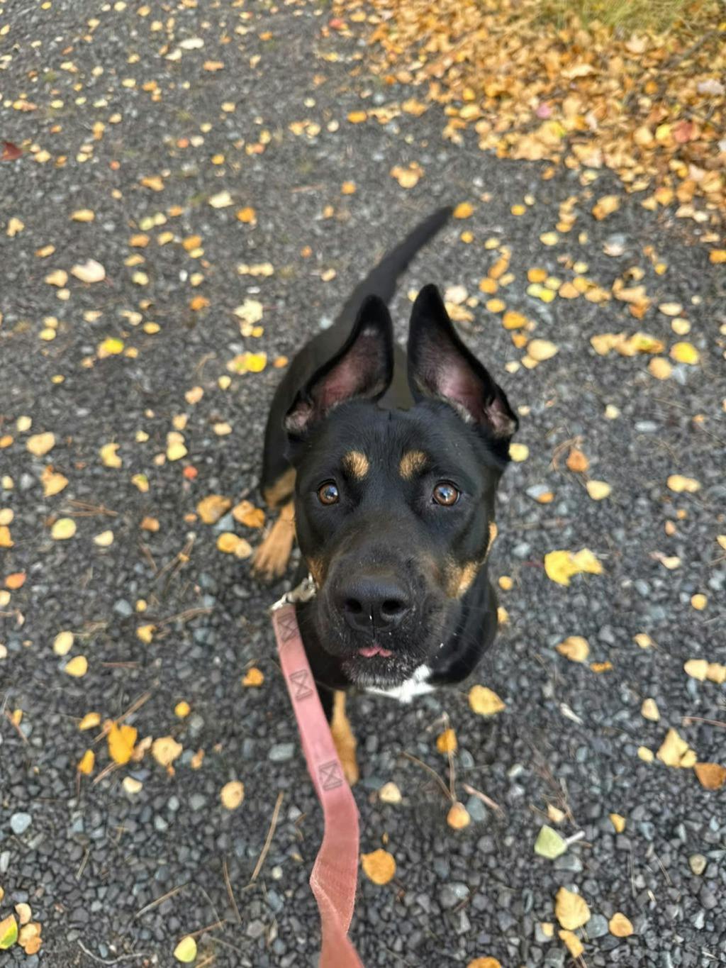 Barb, a 1 year and 11 months old Tri Color Female Rottweiler Dog