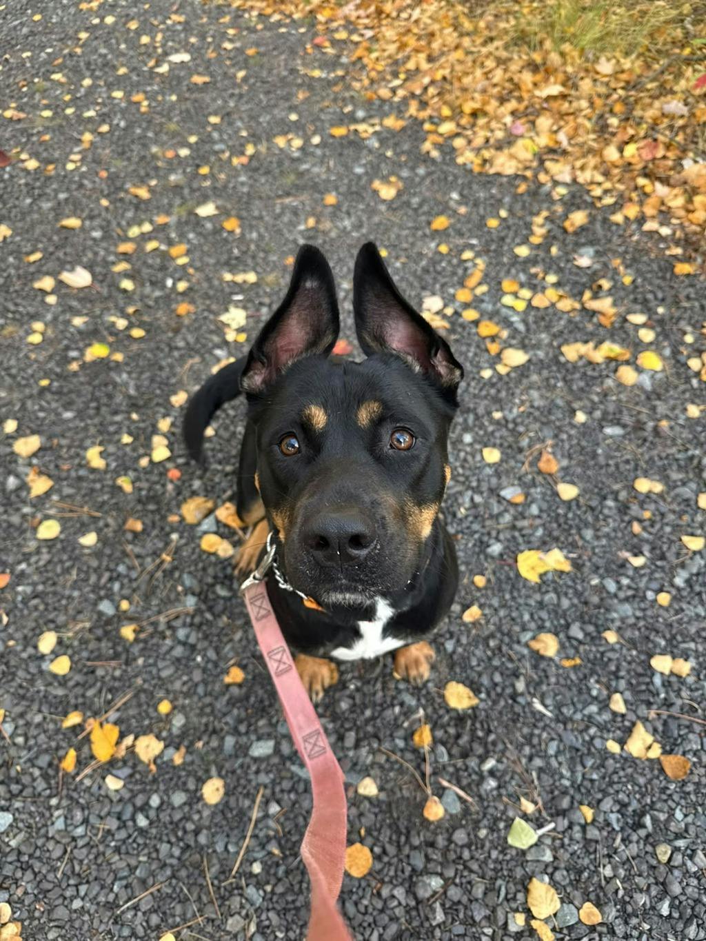 Barb, a 1 year and 11 months old Tri Color Female Rottweiler Dog