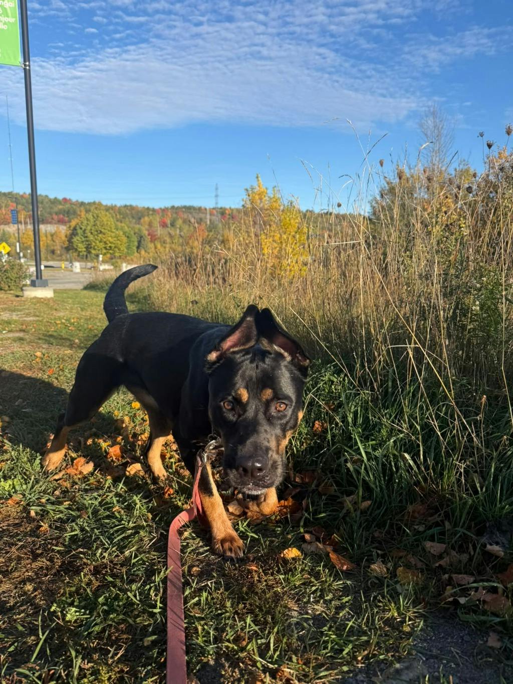 Barb, a 1 year and 11 months old Tri Color Female Rottweiler Dog