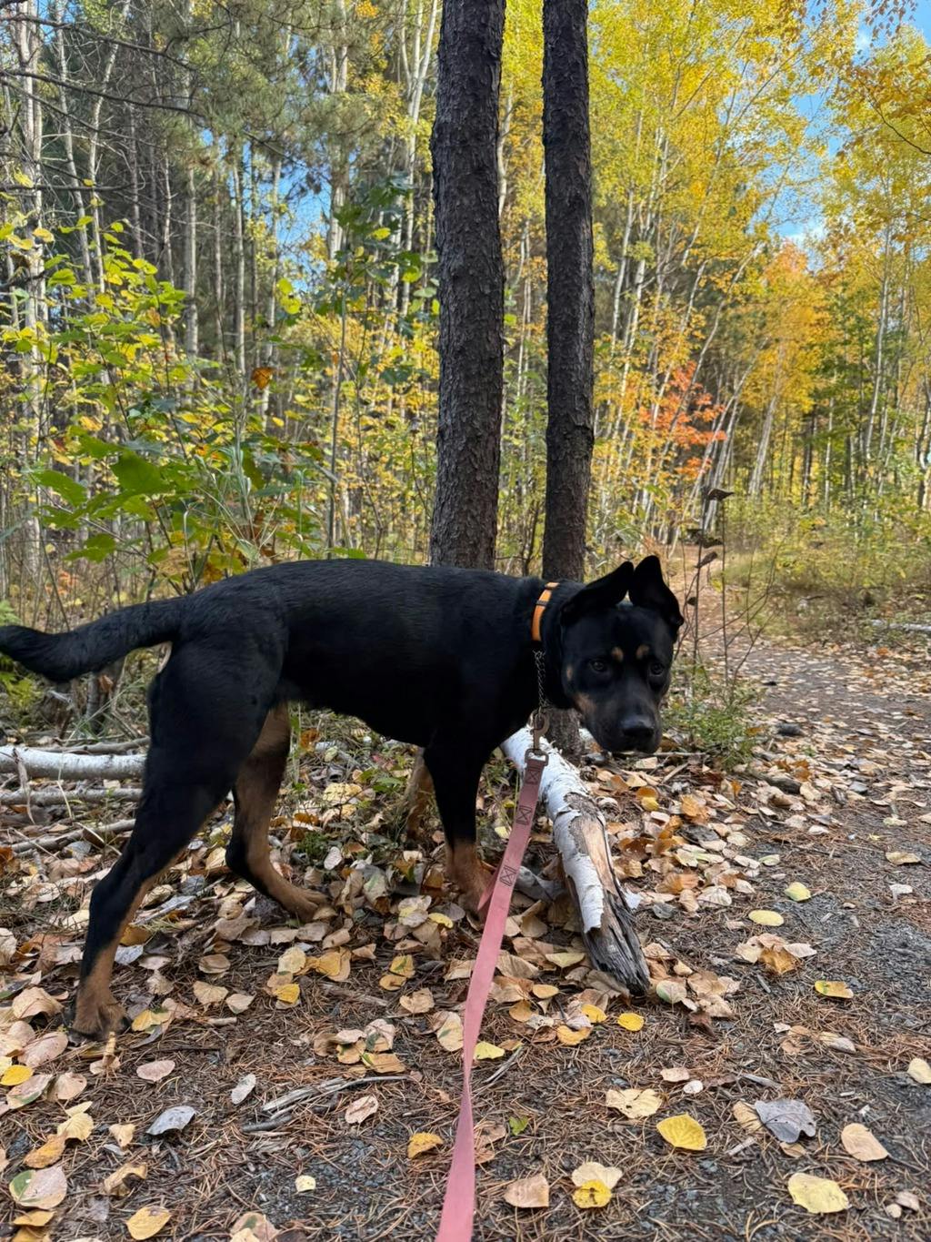 Barb, a 1 year and 11 months old Tri Color Female Rottweiler Dog