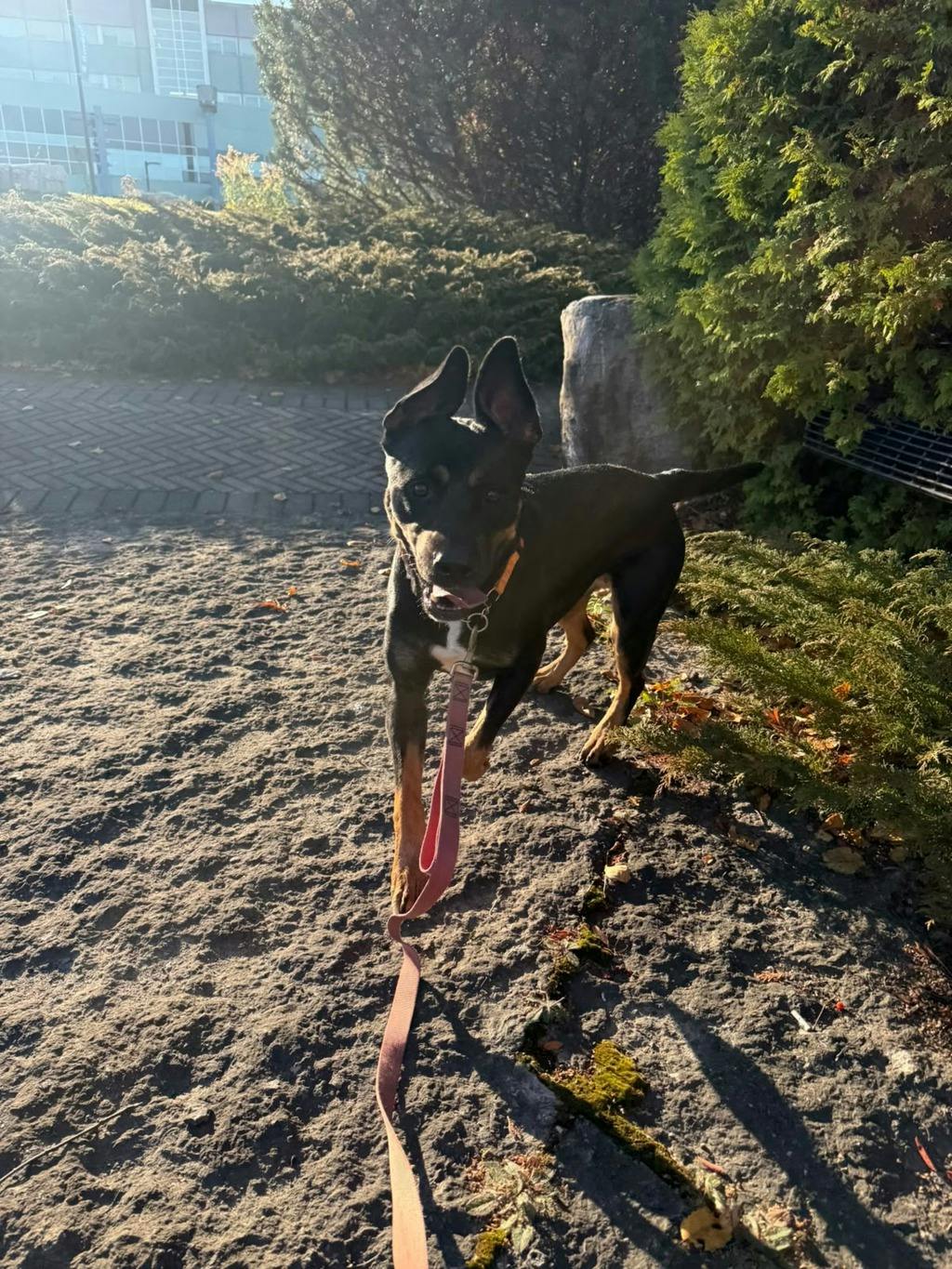 Barb, a 1 year and 11 months old Tri Color Female Rottweiler Dog