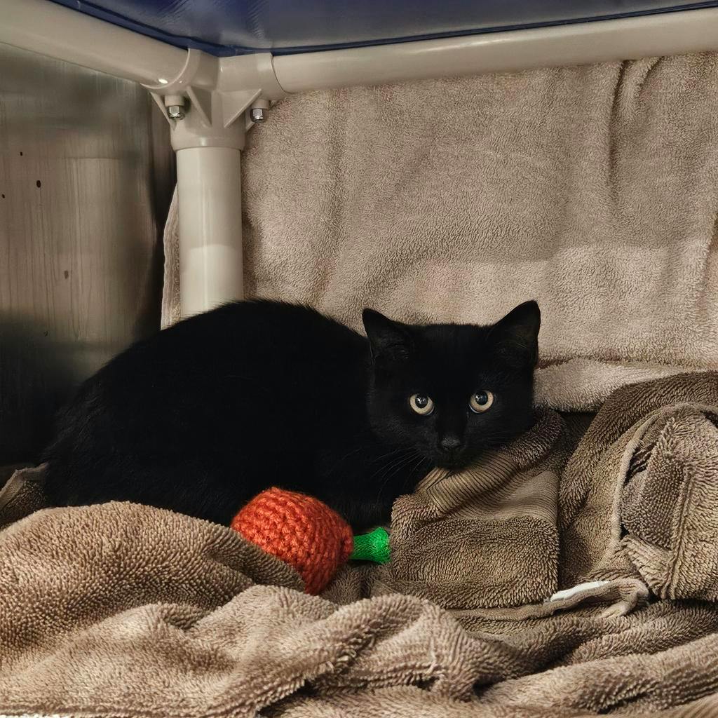 Moss, a 3 months old Black Unknown Domestic Short Hair Kitten