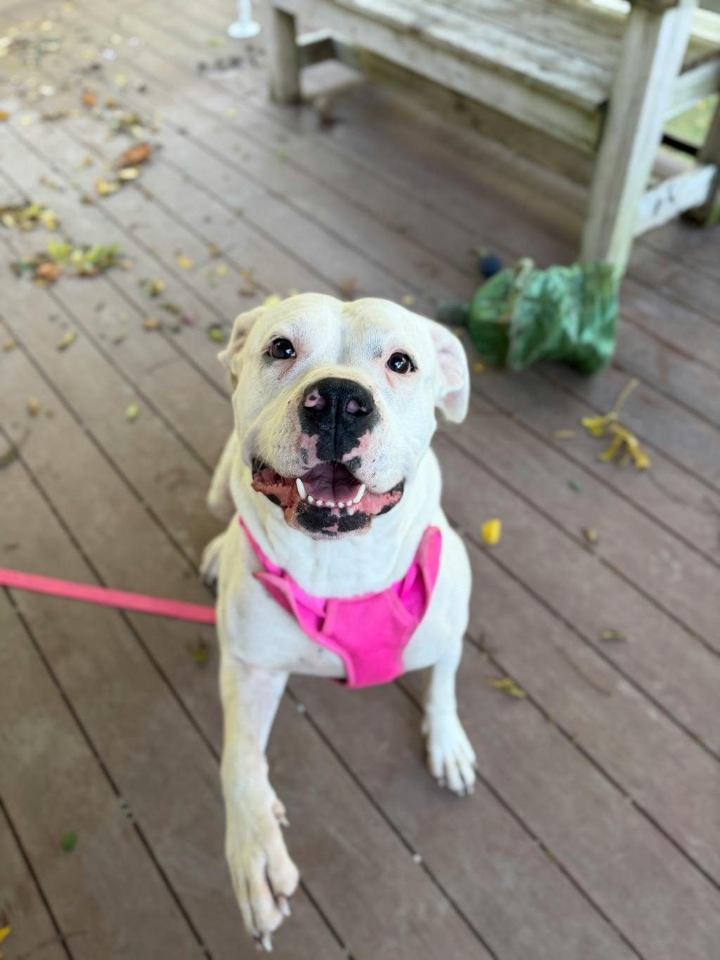 Maria, a 5 years old White Female Argentine Dogo Dog
