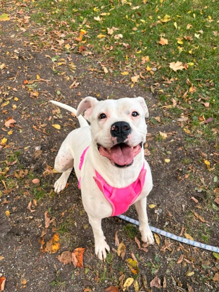 Maria, a 5 years old White Female Argentine Dogo Dog