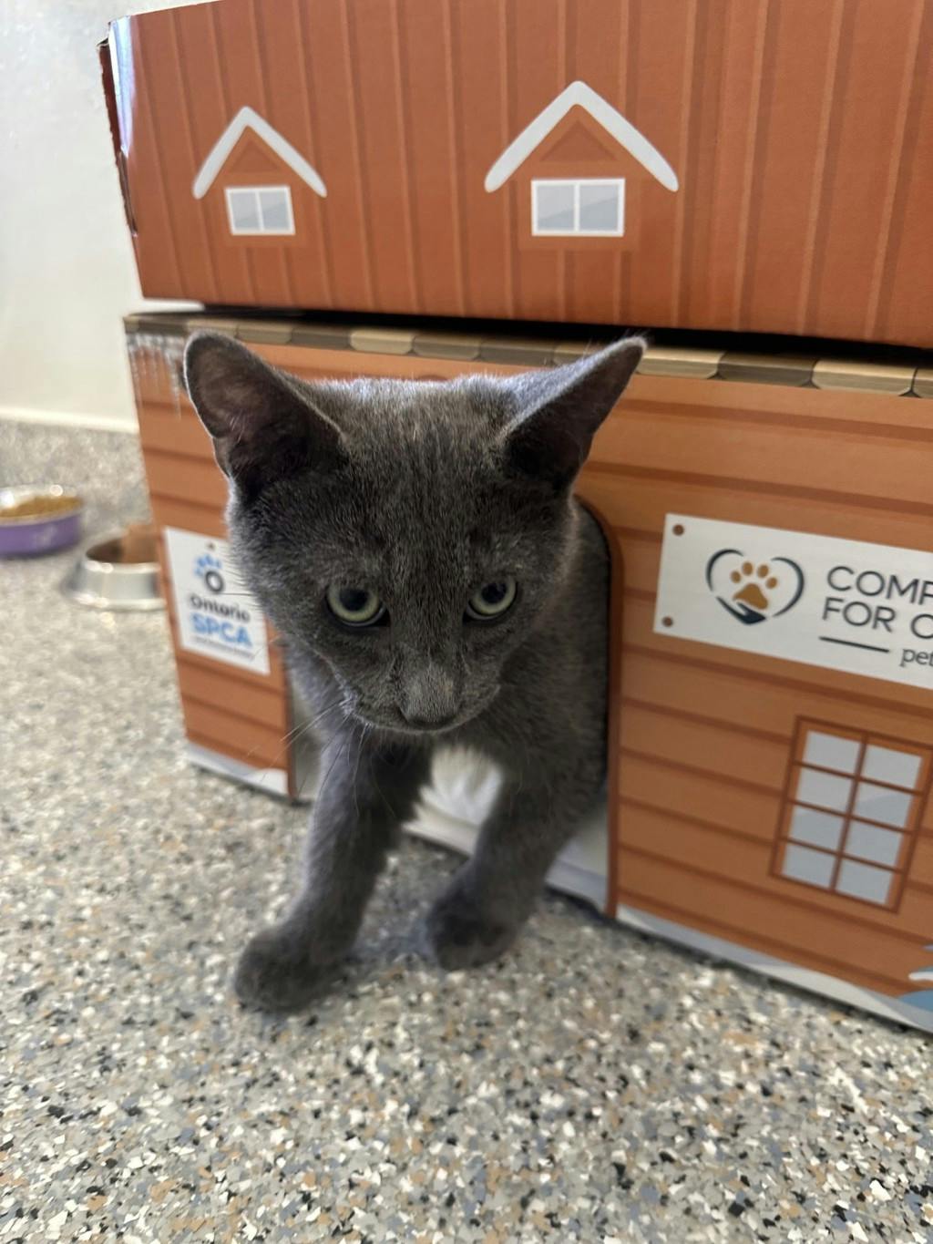 Greyson, a 4 months old Grey Unknown Domestic Short Hair Kitten