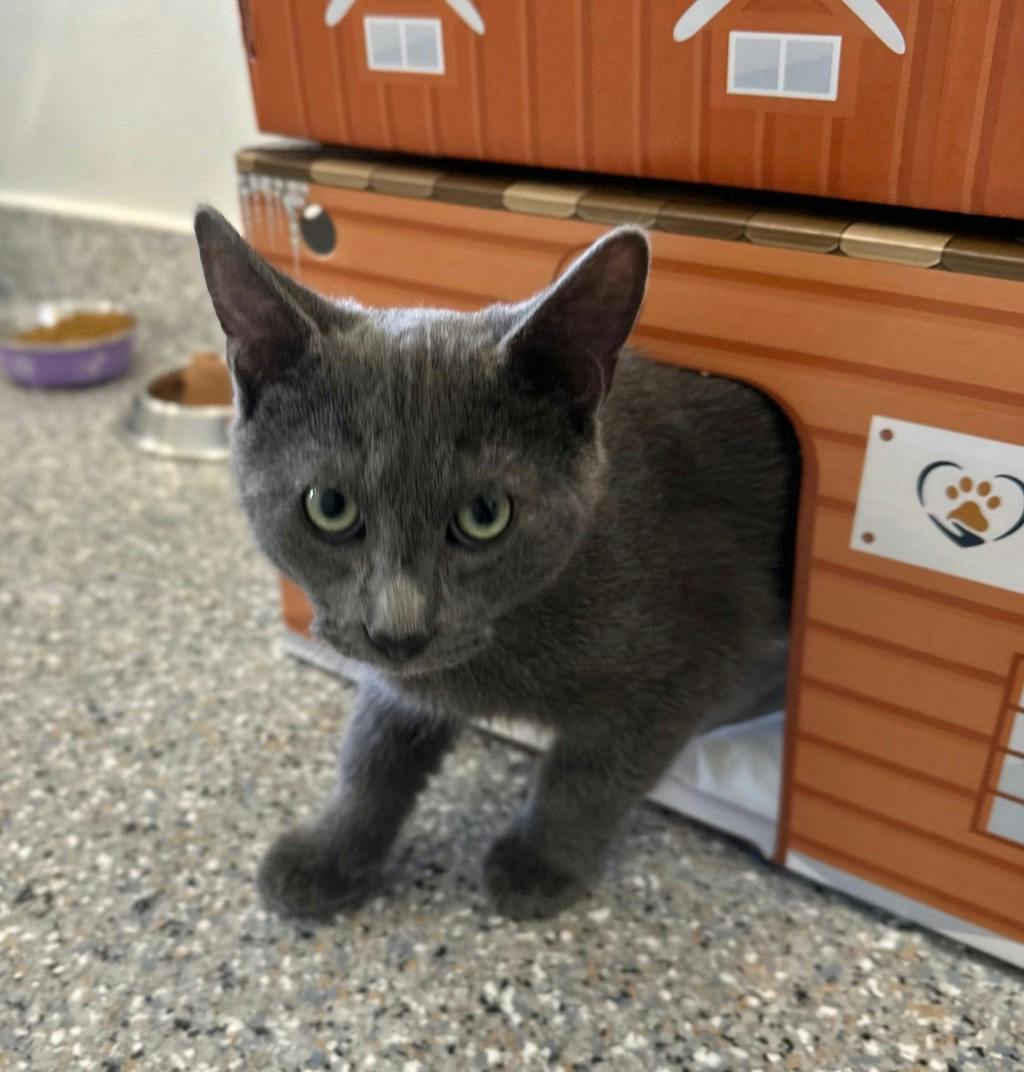 Greyson, a 4 months old Grey Unknown Domestic Short Hair Kitten
