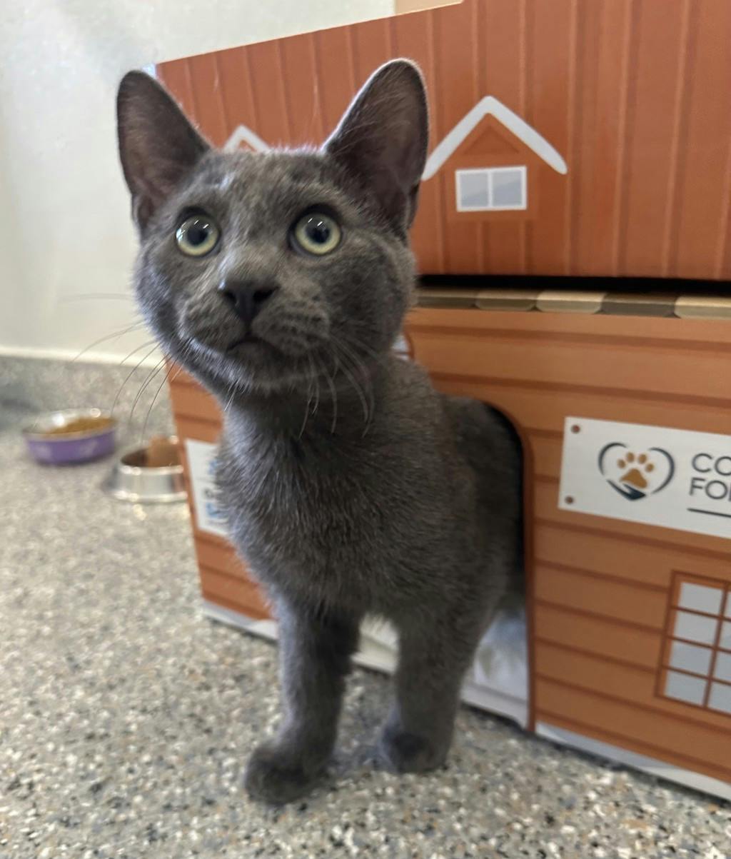 Greyson, a 4 months old Grey Unknown Domestic Short Hair Kitten