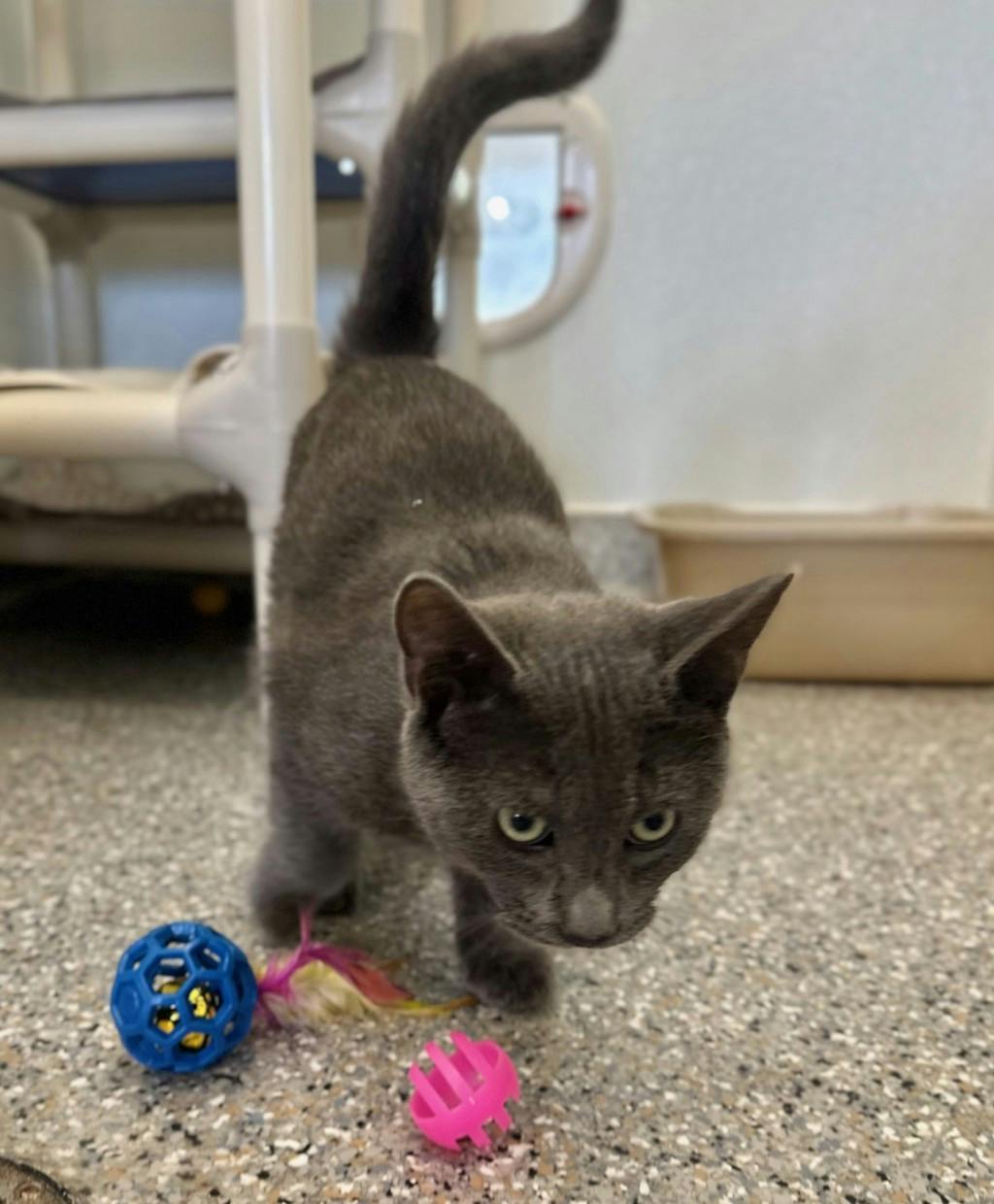 Greyson, a 4 months old Grey Unknown Domestic Short Hair Kitten