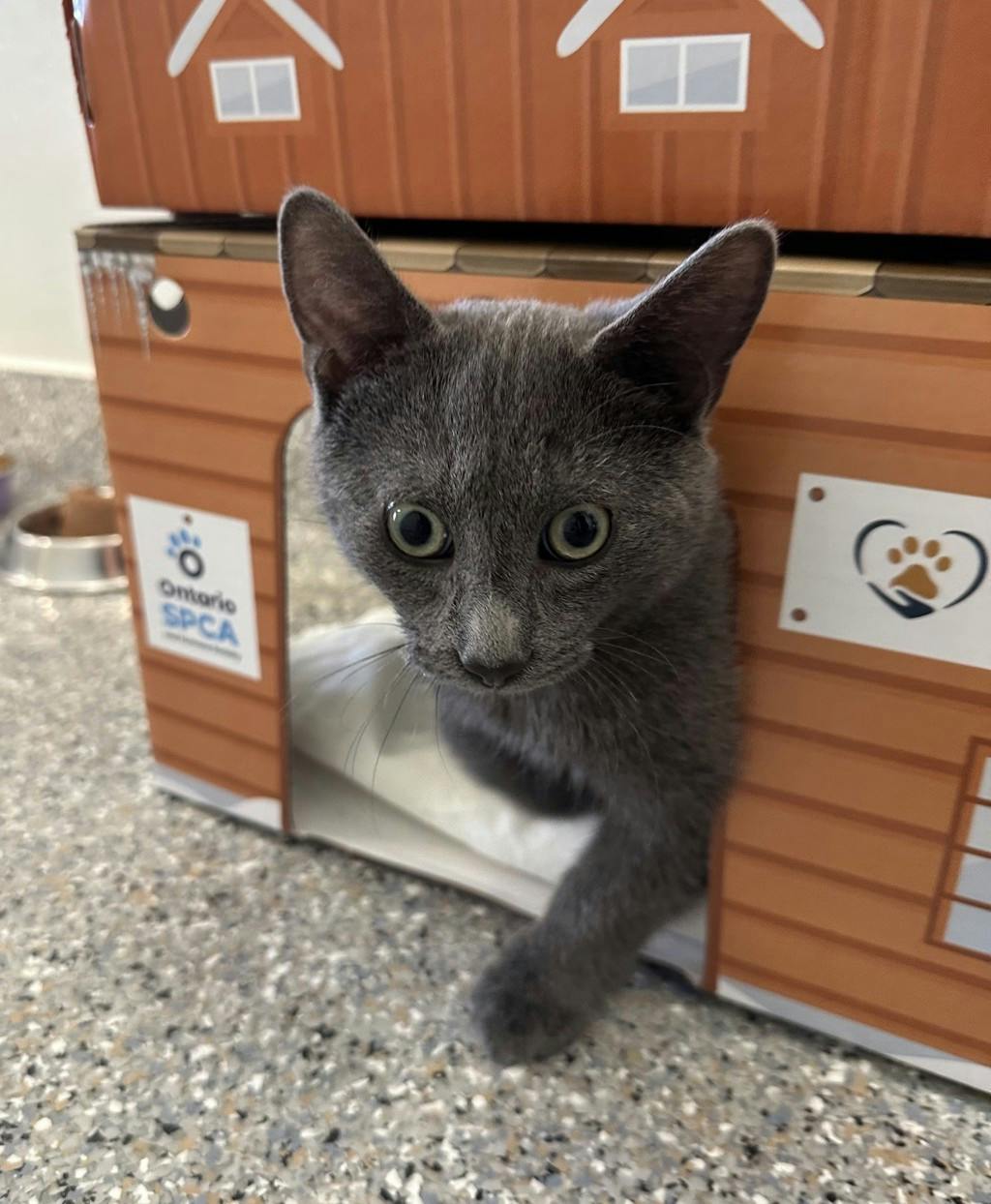 Greyson, a 4 months old Grey Unknown Domestic Short Hair Kitten