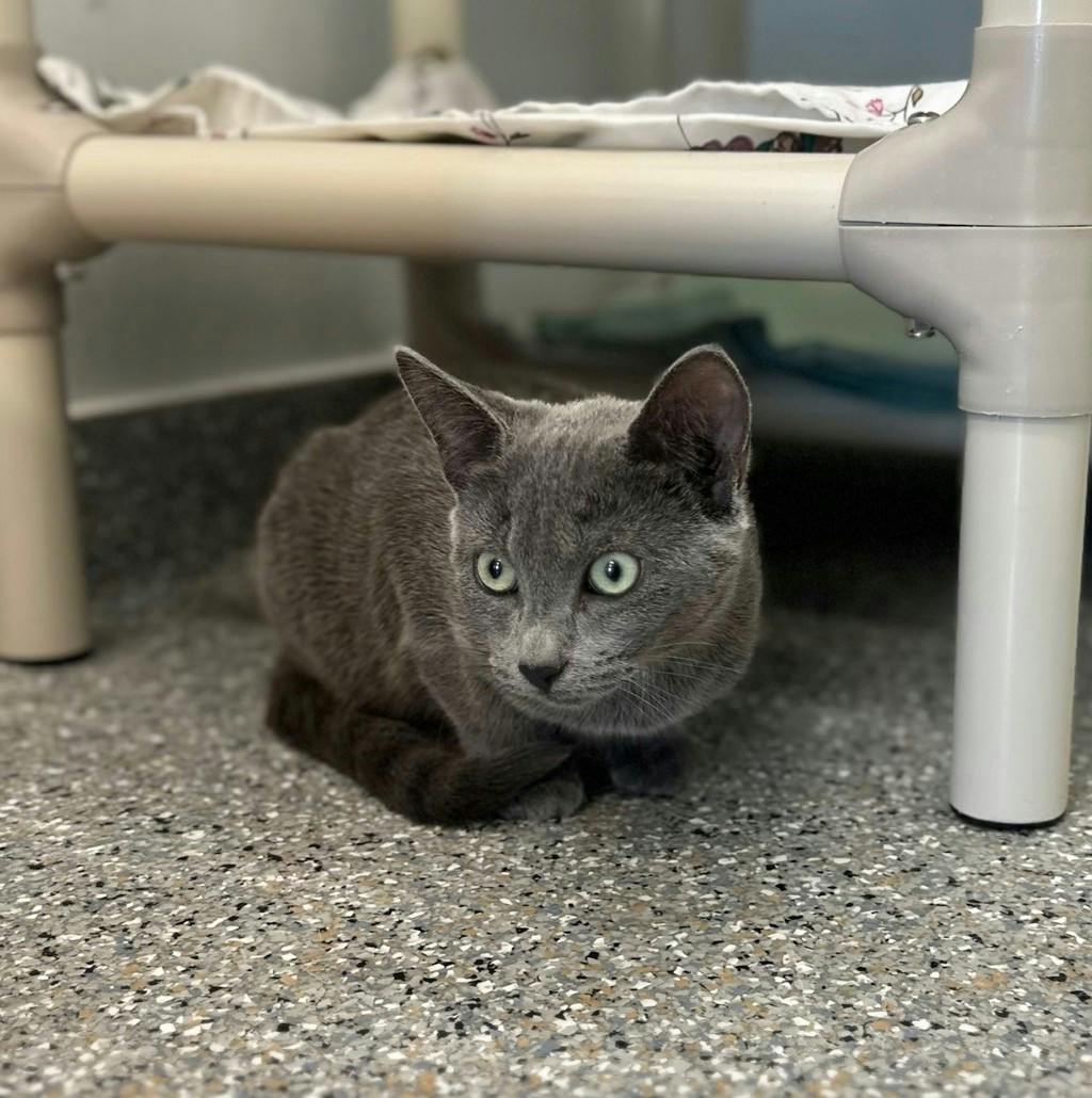 Bluebell, a 4 months old Grey Female Domestic Short Hair Kitten