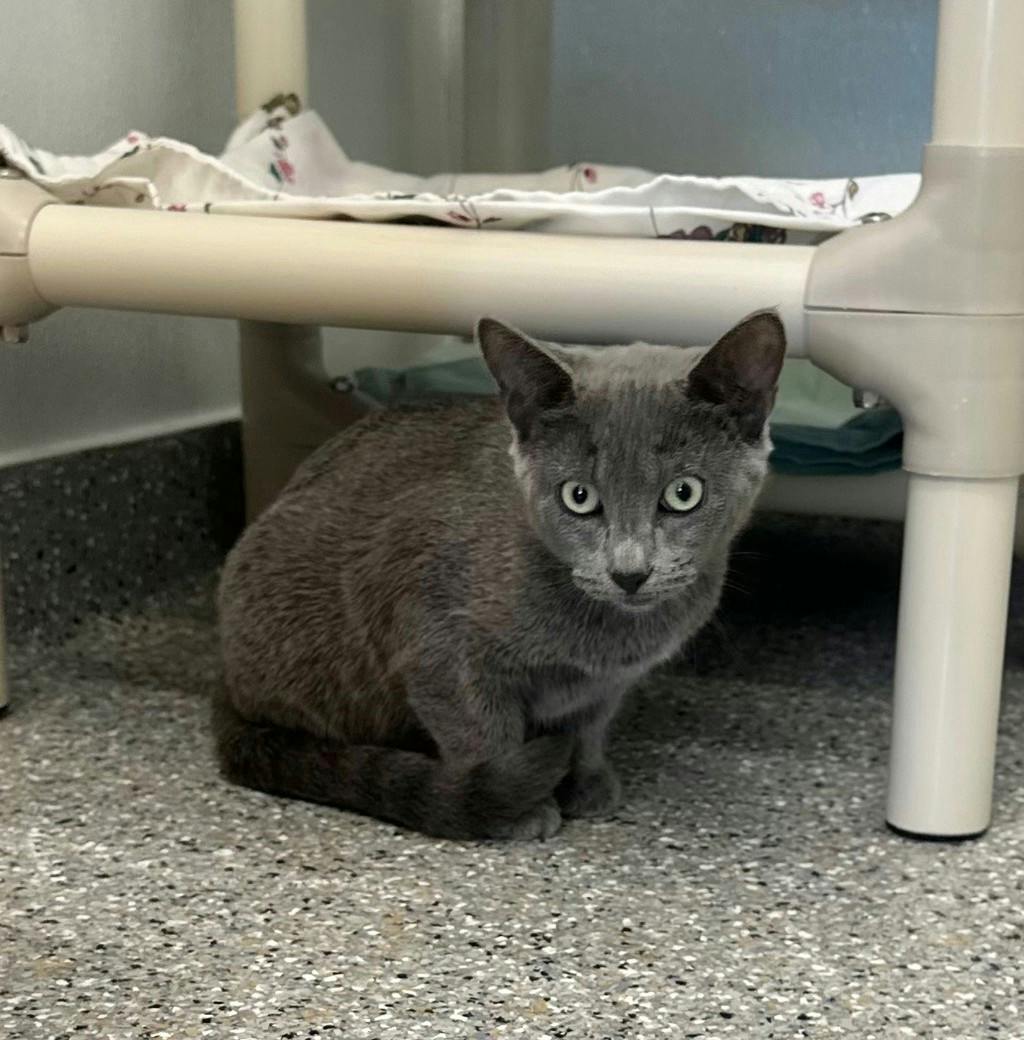 Bluebell, a 4 months old Grey Female Domestic Short Hair Kitten
