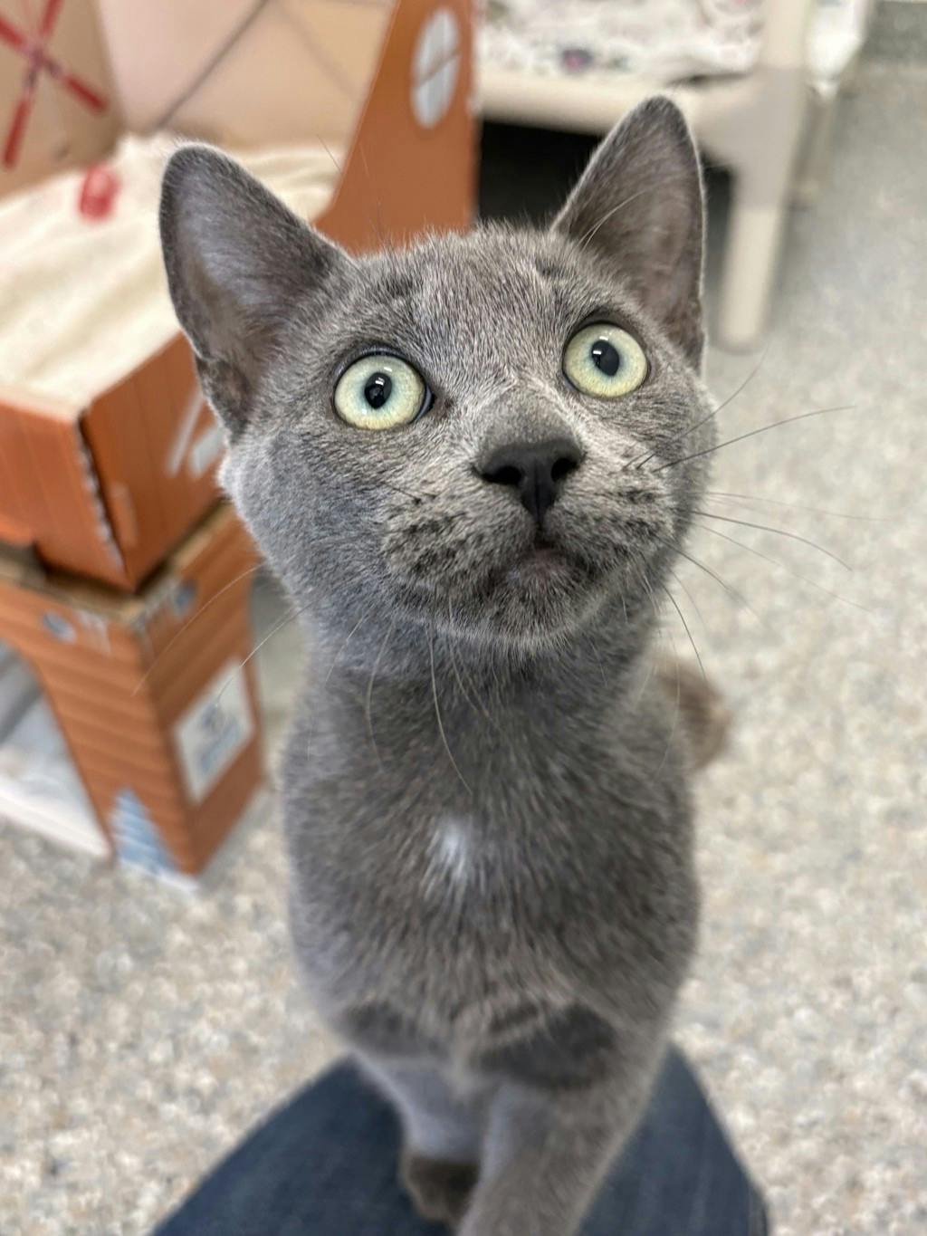 Bluebell, a 4 months old Grey Female Domestic Short Hair Kitten