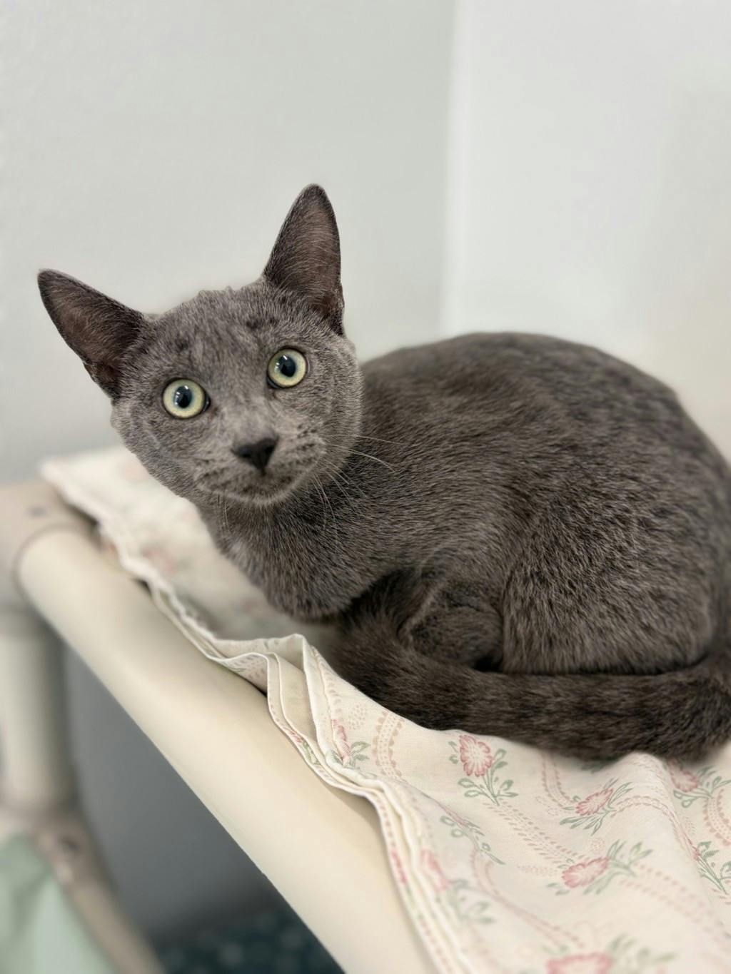 Bluebell, a 4 months old Grey Female Domestic Short Hair Kitten