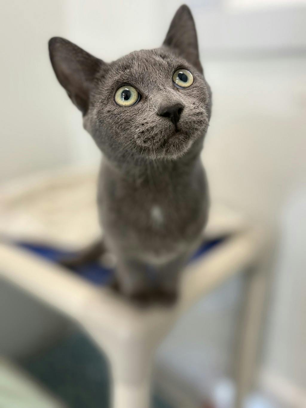 Bluebell, a 4 months old Grey Female Domestic Short Hair Kitten