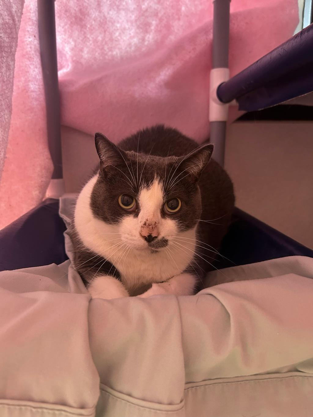 Jerry, a 5 years old Grey Male Domestic Short Hair Cat