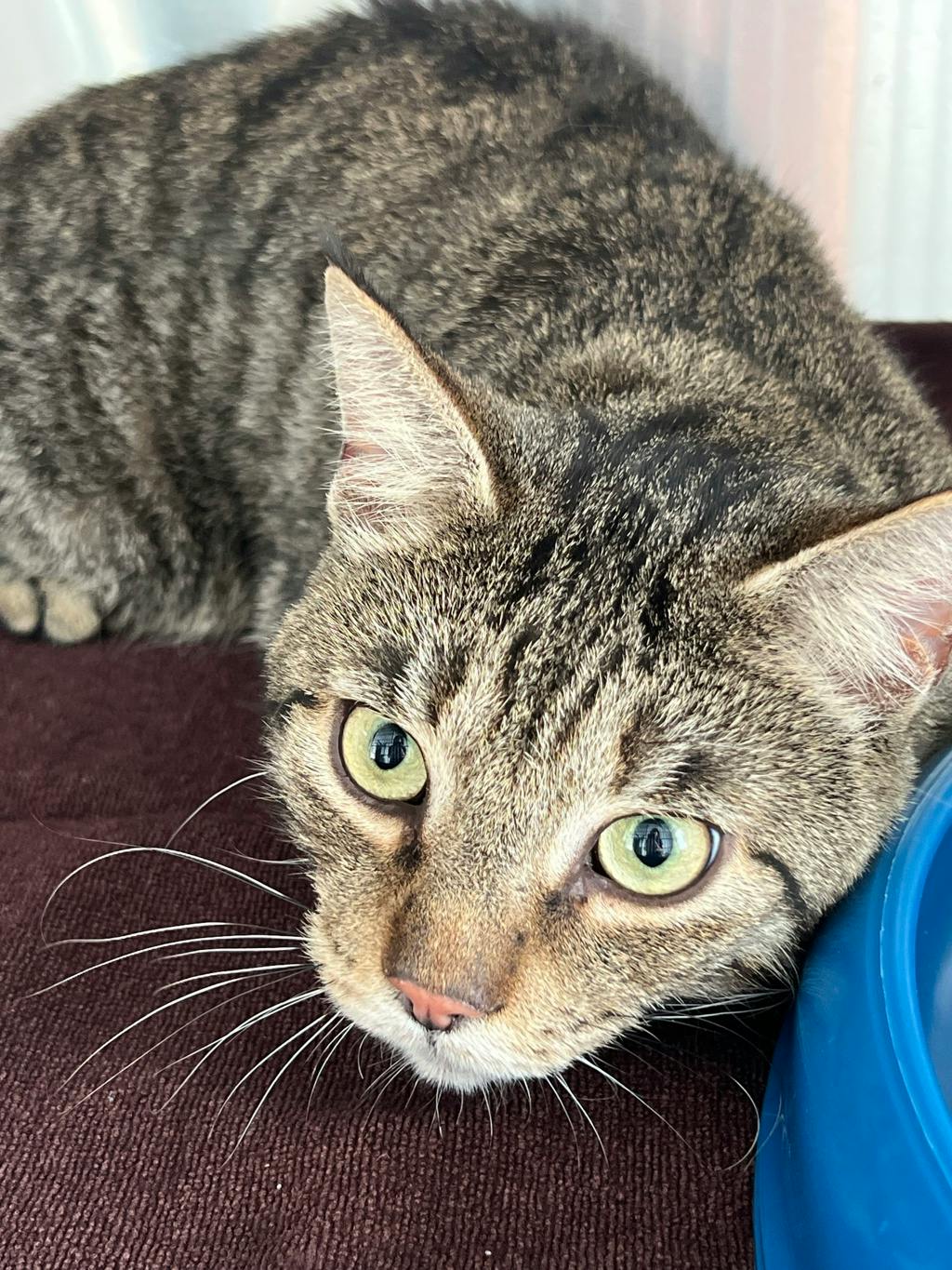 Spry, a 2 years old Brown Tabby Male Domestic Short Hair Cat