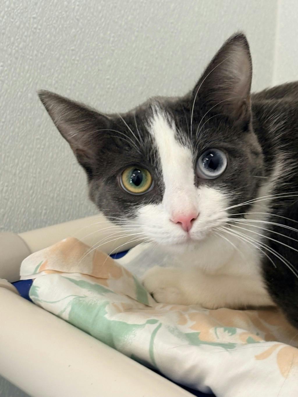 Moxy, a 10 months old Grey Female Domestic Short Hair Cat
