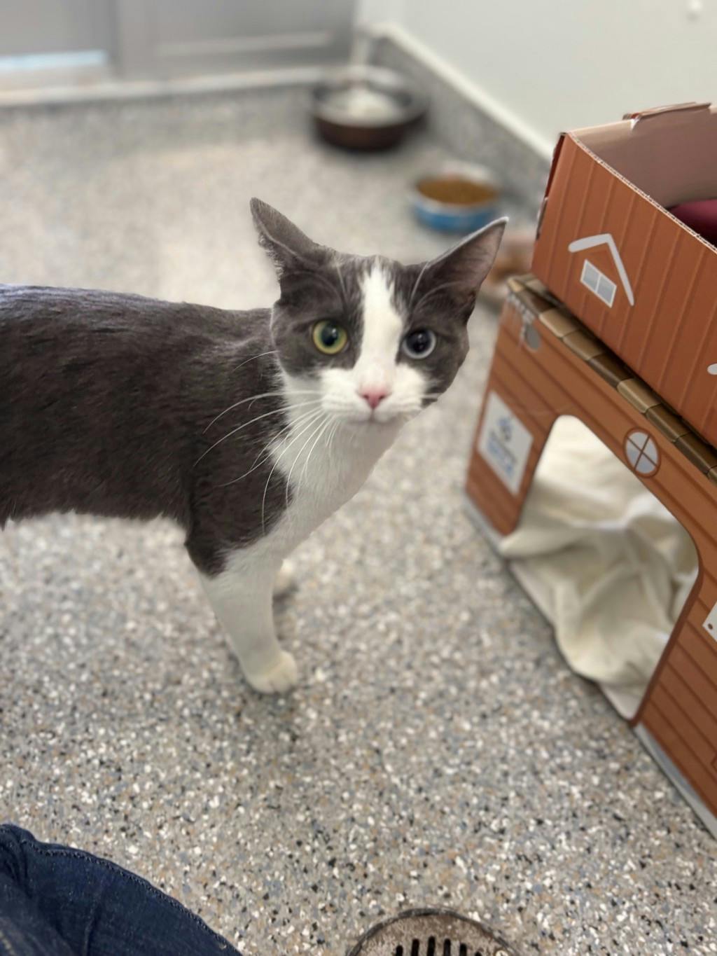 Moxy, a 10 months old Grey Female Domestic Short Hair Cat