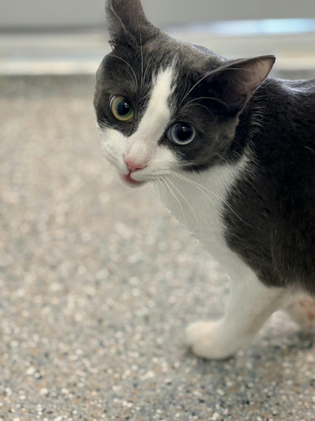 Moxy, a 10 months old Grey Female Domestic Short Hair Cat
