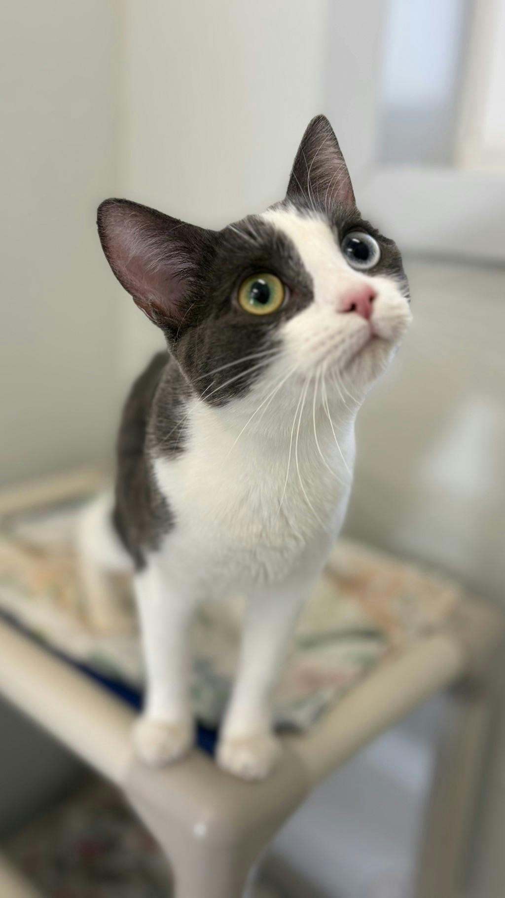Moxy, a 10 months old Grey Female Domestic Short Hair Cat