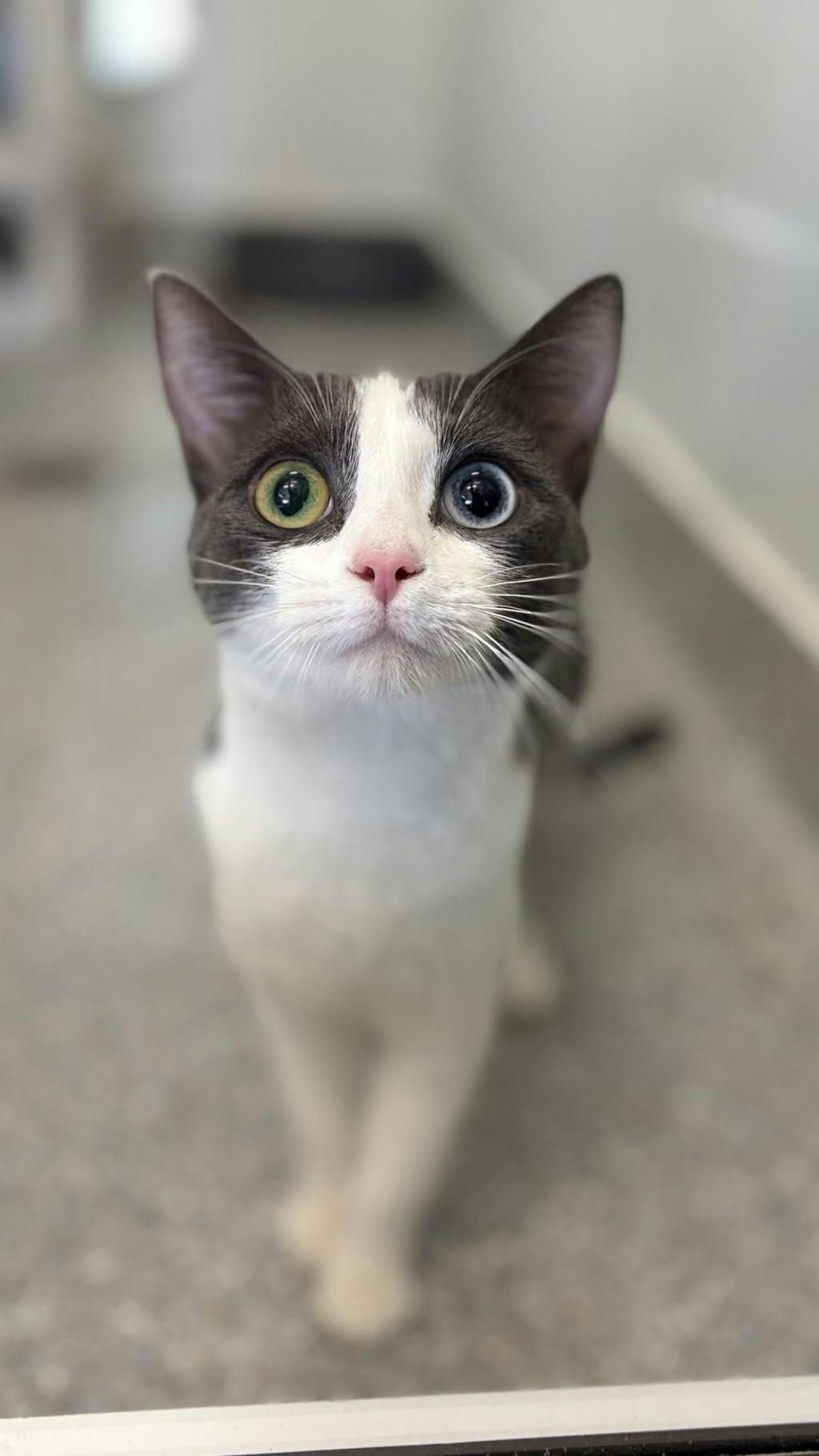 Moxy, a 10 months old Grey Female Domestic Short Hair Cat