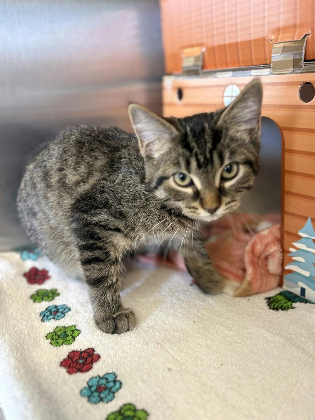 Murphy, a 4 months old Brown Tabby Male Domestic Short Hair Kitten