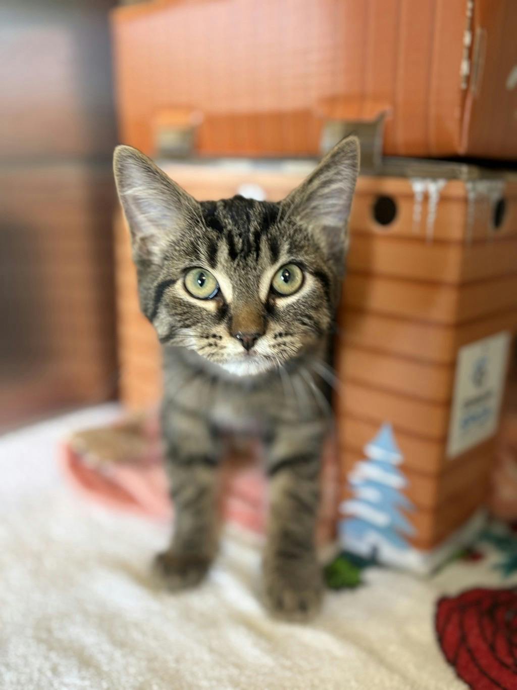 Murphy, a 4 months old Brown Tabby Male Domestic Short Hair Kitten
