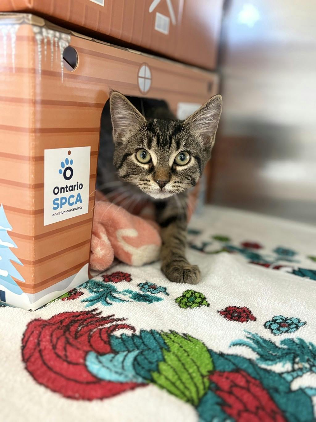 Murphy, a 4 months old Brown Tabby Male Domestic Short Hair Kitten
