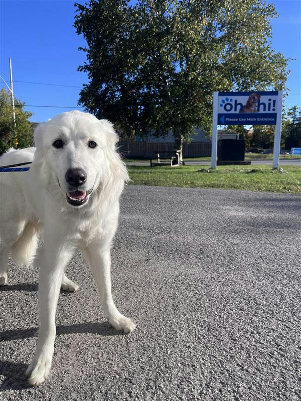Swan, a 2 years old White Female Great Pyrenees Dog