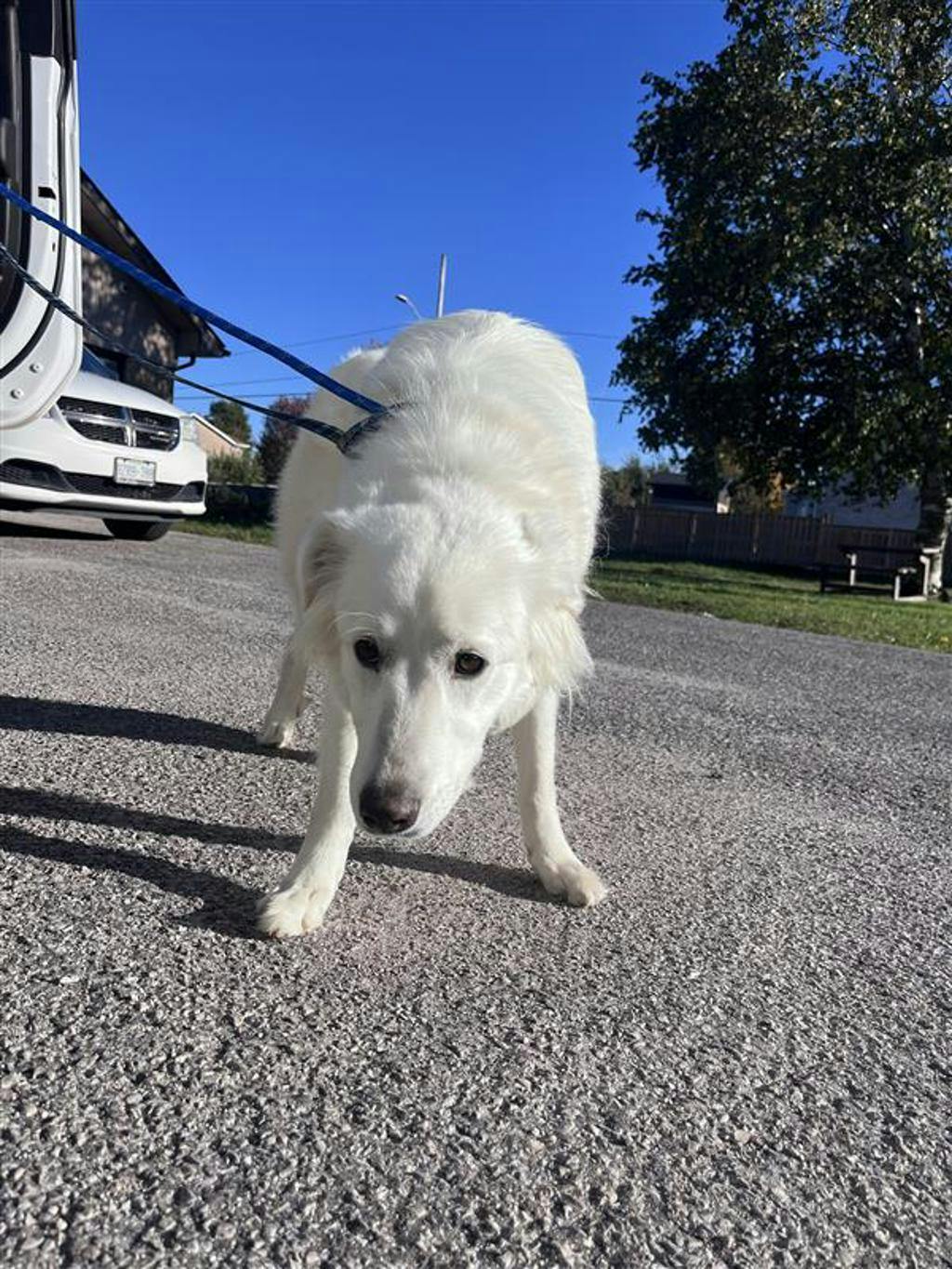 Swan, a 2 years old White Female Great Pyrenees Dog