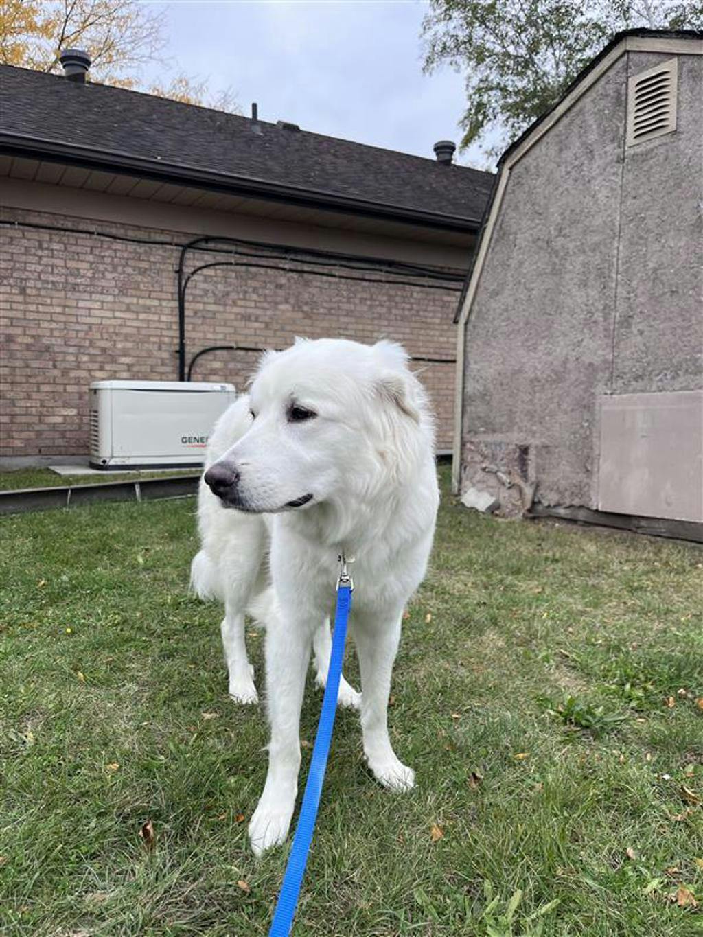 Swan, a 2 years old White Female Great Pyrenees Dog