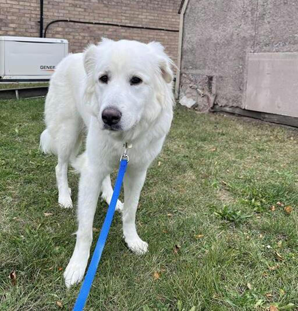Swan, a 2 years old White Female Great Pyrenees Dog