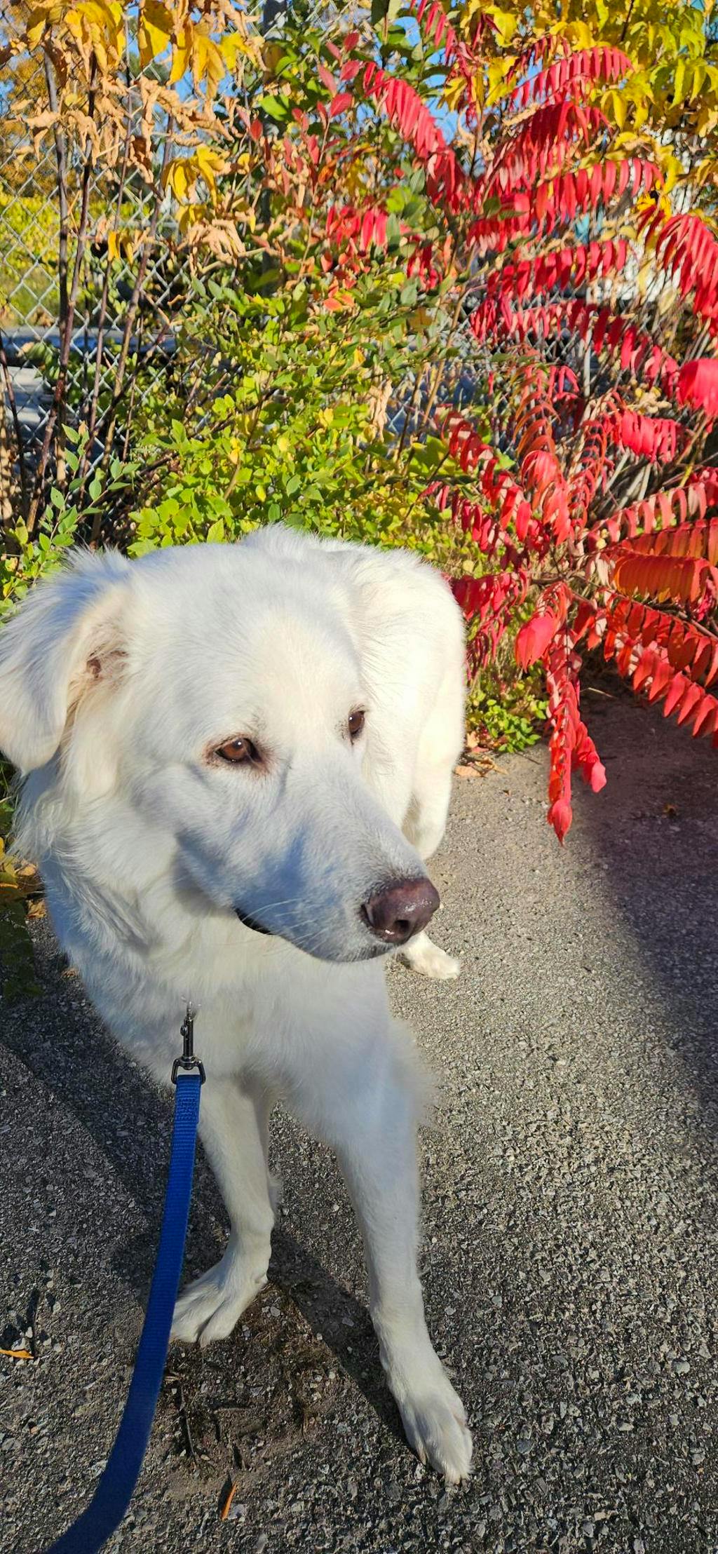 Swan, a 2 years old White Female Great Pyrenees Dog
