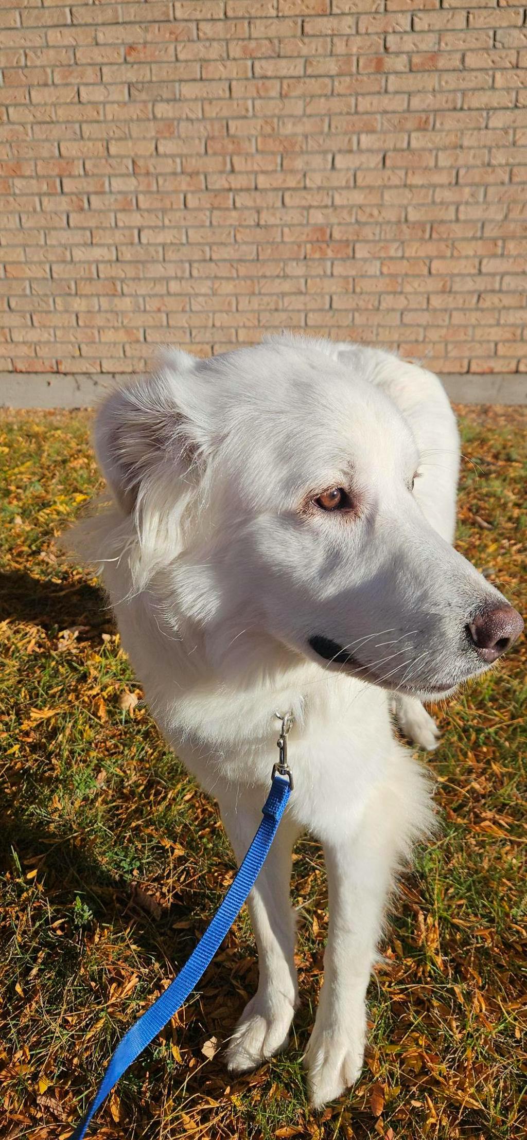 Swan, a 2 years old White Female Great Pyrenees Dog