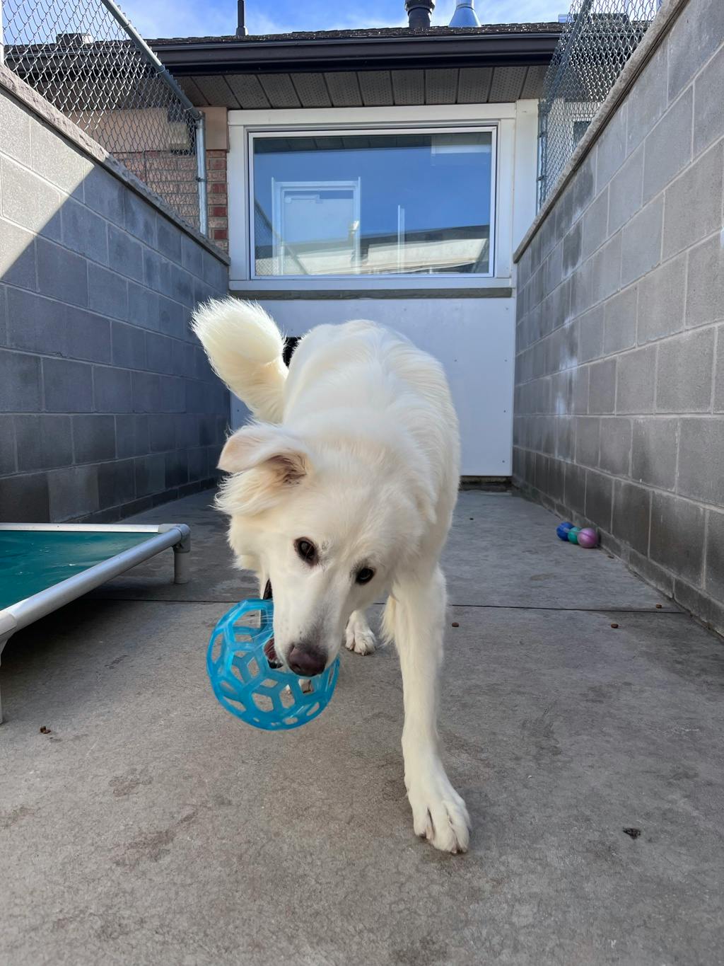 Swan, a 2 years old White Female Great Pyrenees Dog