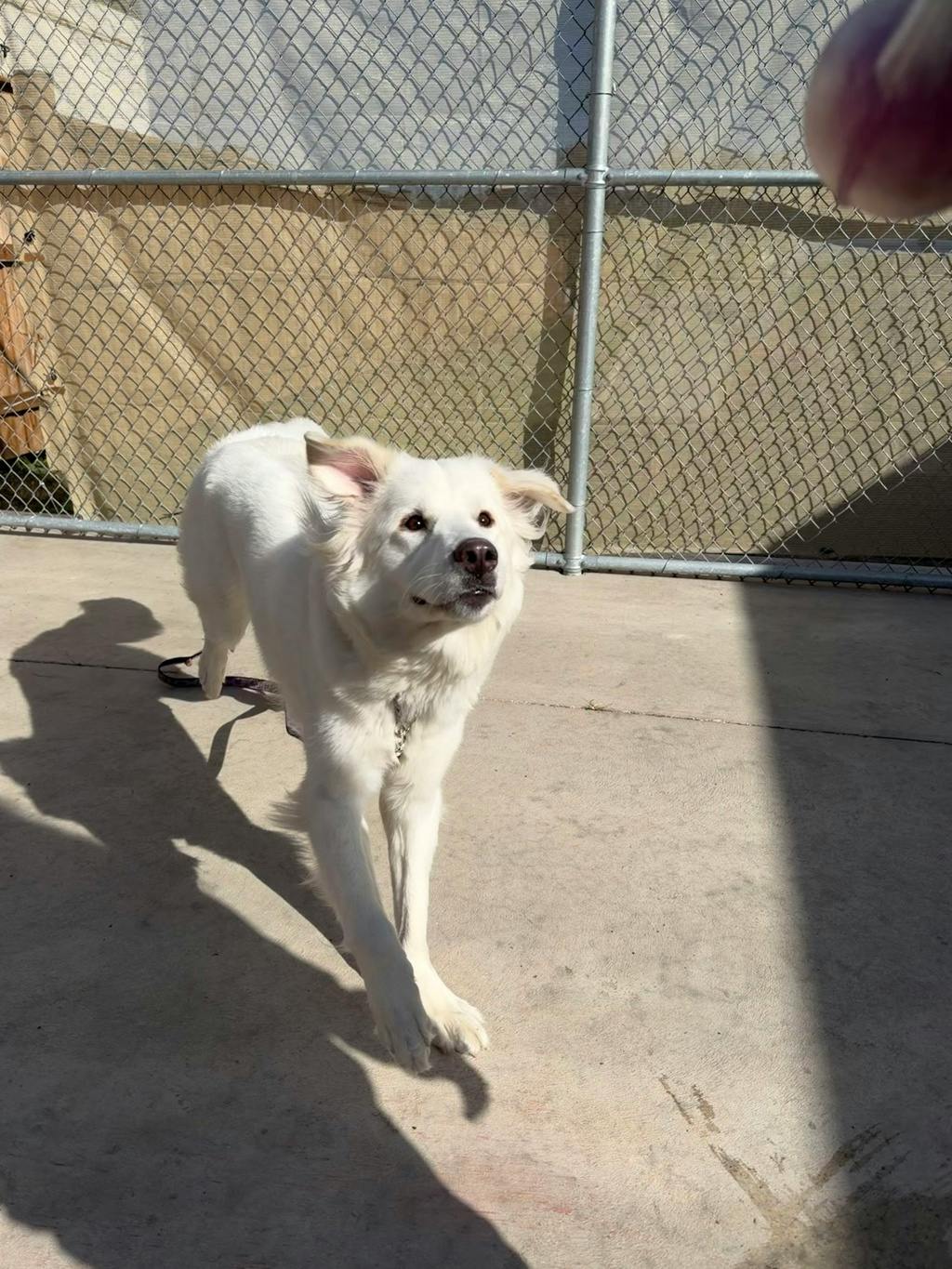Swan, a 2 years old White Female Great Pyrenees Dog