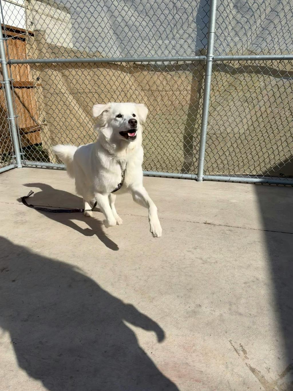 Swan, a 2 years old White Female Great Pyrenees Dog