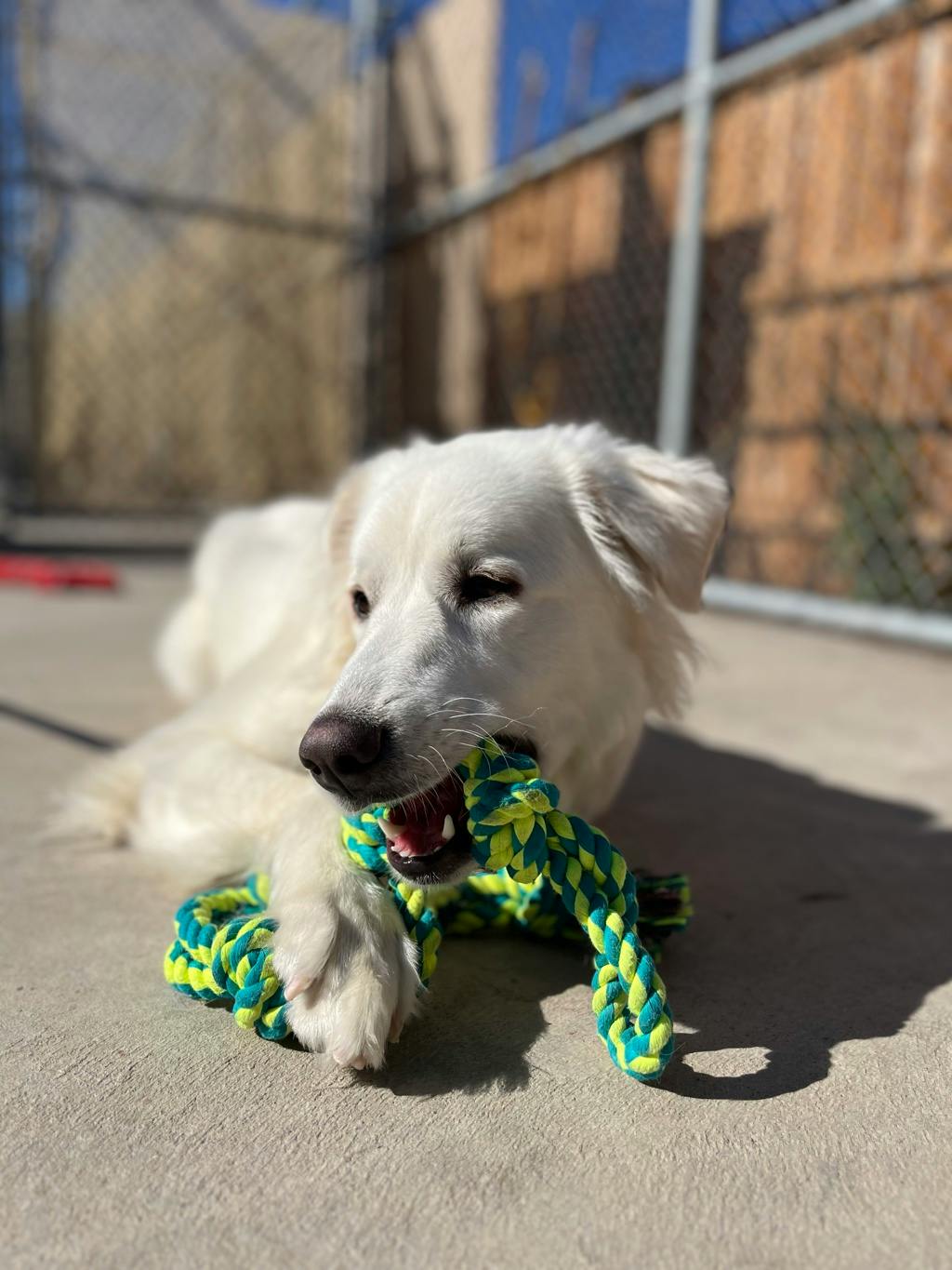 Swan, a 2 years old White Female Great Pyrenees Dog