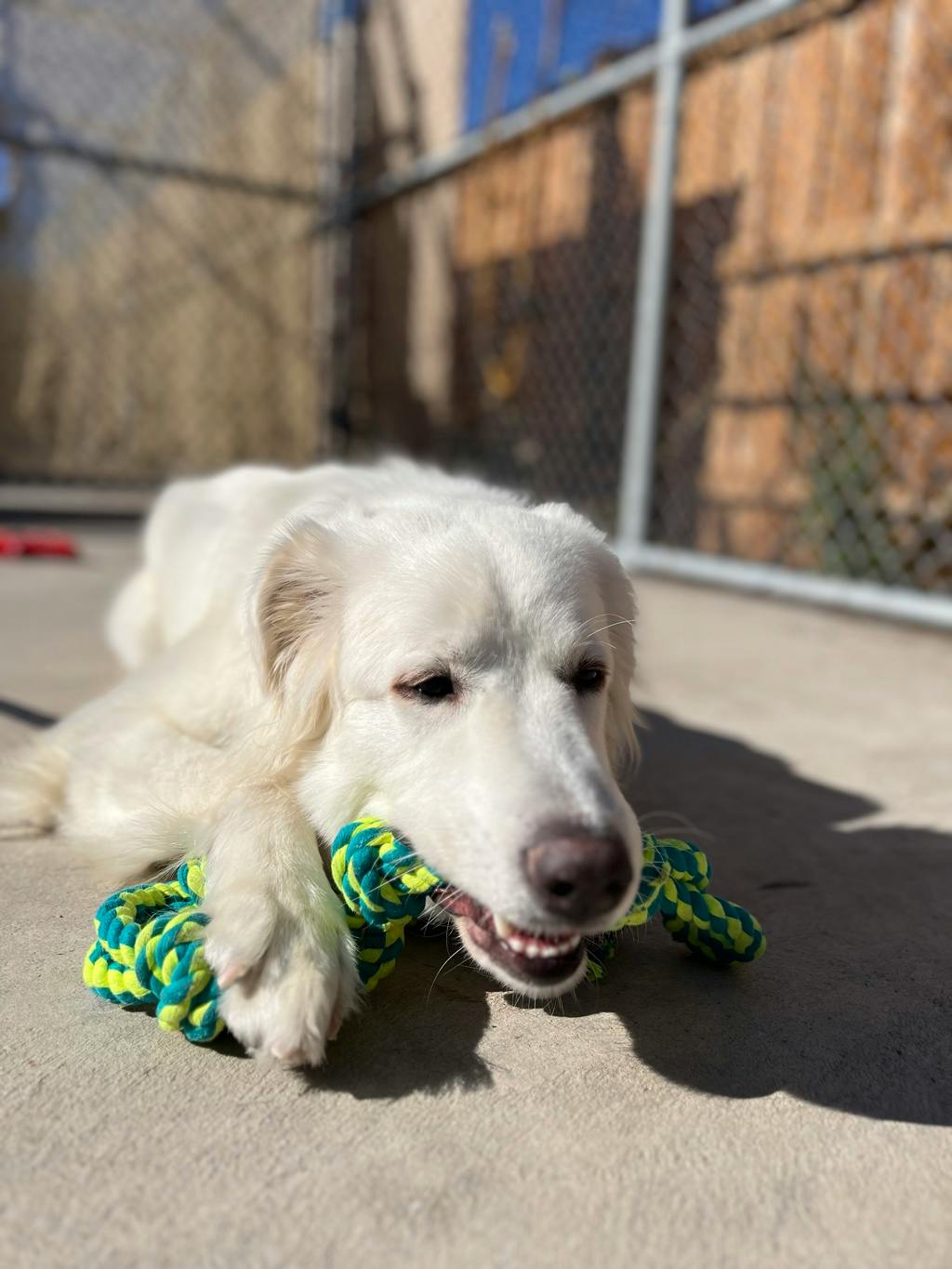 Swan, a 2 years old White Female Great Pyrenees Dog