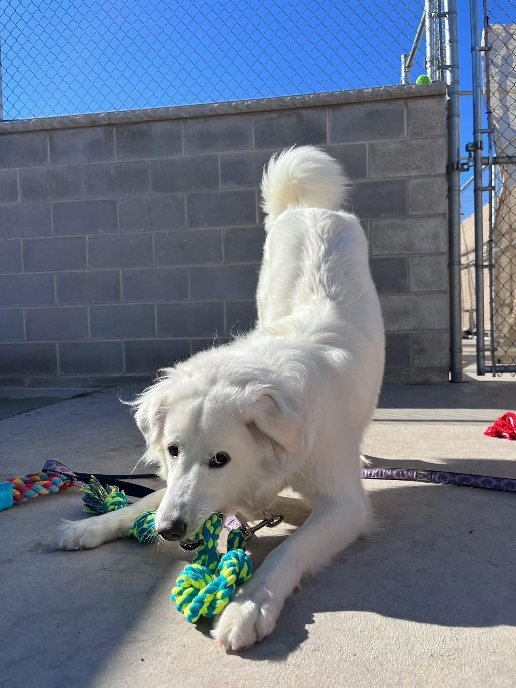 Swan, a 2 years old White Female Great Pyrenees Dog