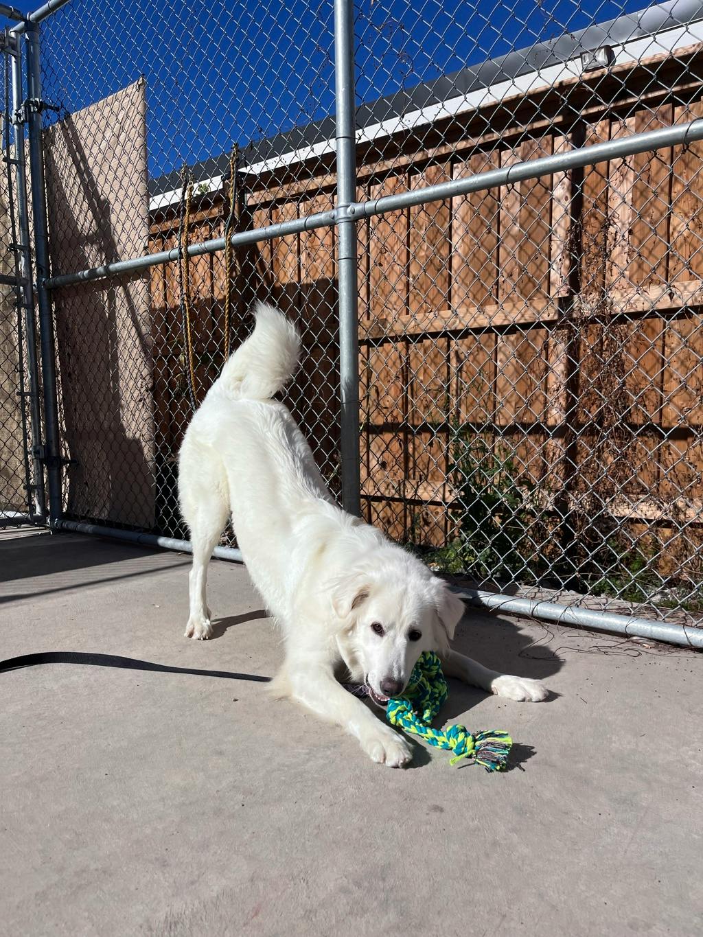 Swan, a 2 years old White Female Great Pyrenees Dog